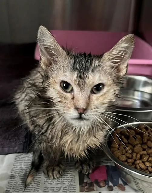 A baby medium-sized female Domestic Short Hair cat named Susan for adoption in Houston, TX
