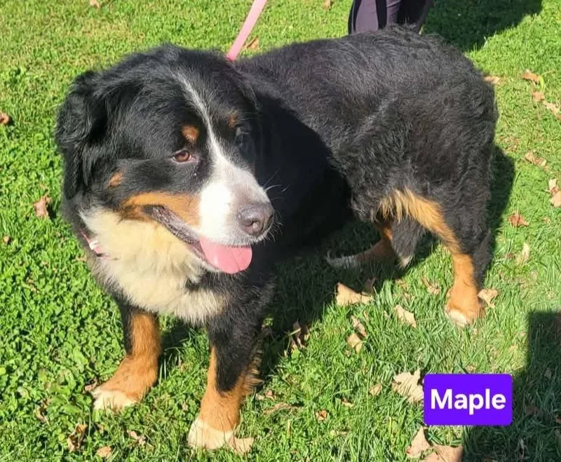 A young large-sized female Tricolor (Brown, Black, & White) Bernese Mountain Dog named Maple for adoption in Saint Clairsville, OH