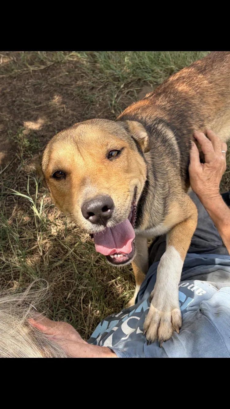 An adult medium-sized female Terrier dog named Mama Nahla for adoption in Paradise, TX