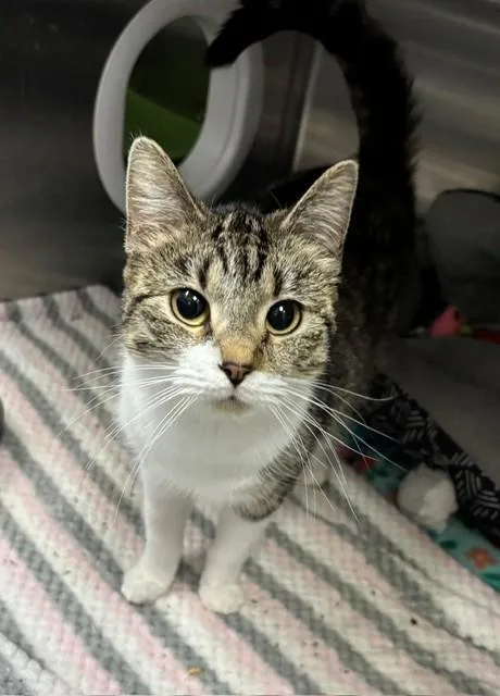 An adult medium-sized female Tabby (Tiger Striped) Domestic Short Hair cat named Sammie for adoption in Allegan, MI