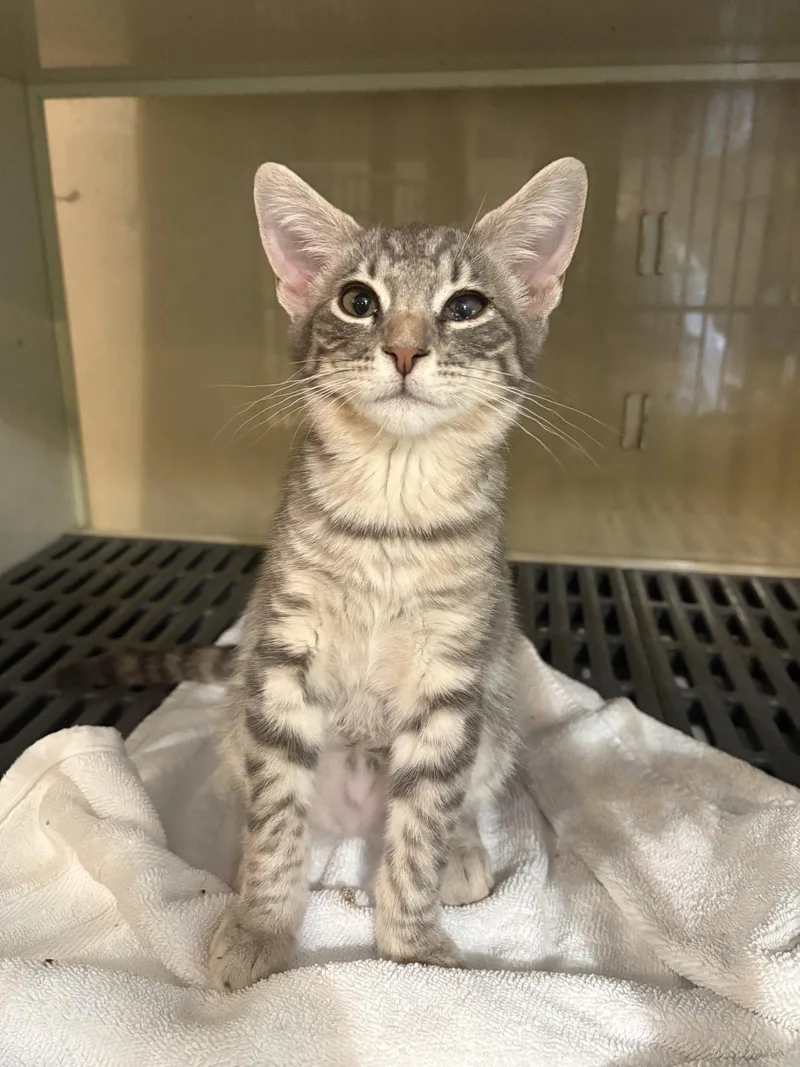 A young medium-sized male Domestic Short Hair cat named Rebel for adoption in Yardley, PA