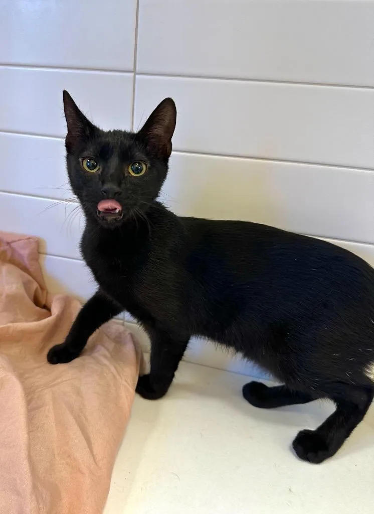 Ugabooga thumbnail 2