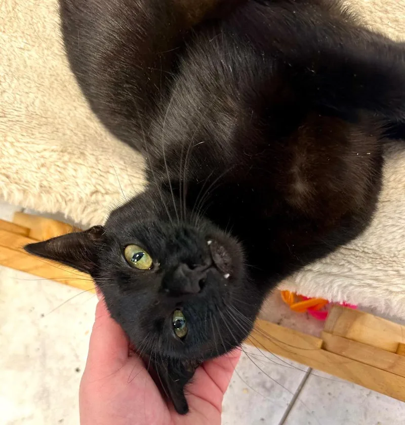 Ugabooga thumbnail 3