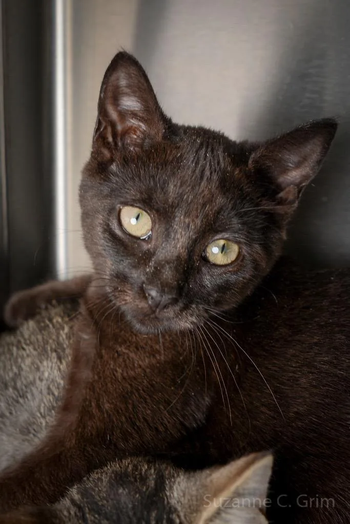 Ugabooga thumbnail 4