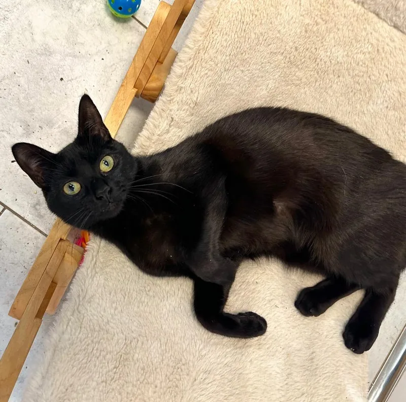 Ugabooga thumbnail 5