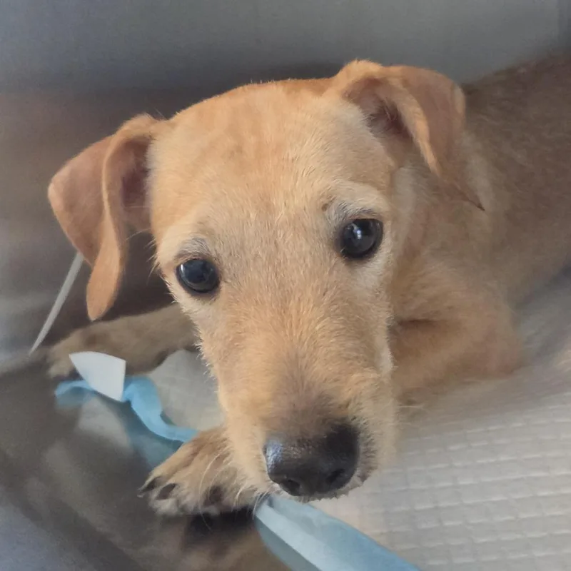 A young small-sized male Yellow / Tan / Blond / Fawn Mixed Breed dog named Luka for adoption in Leander, TX