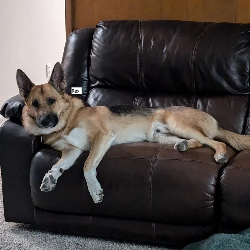An adult large-sized male Brown / Chocolate German Shepherd Dog dog named Rex for adoption in Tulsa, OK
