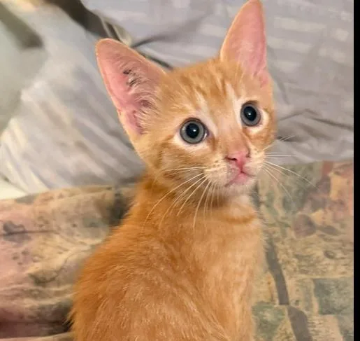A baby small-sized male Orange & White Domestic Short Hair cat named Rowdy for adoption in Safety Harbor, FL