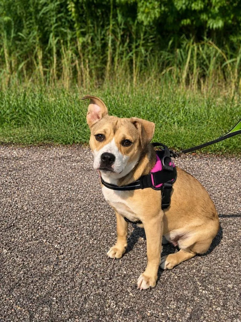 A young medium-sized female Mixed Breed dog named Bunny for adoption in Centralia, IL