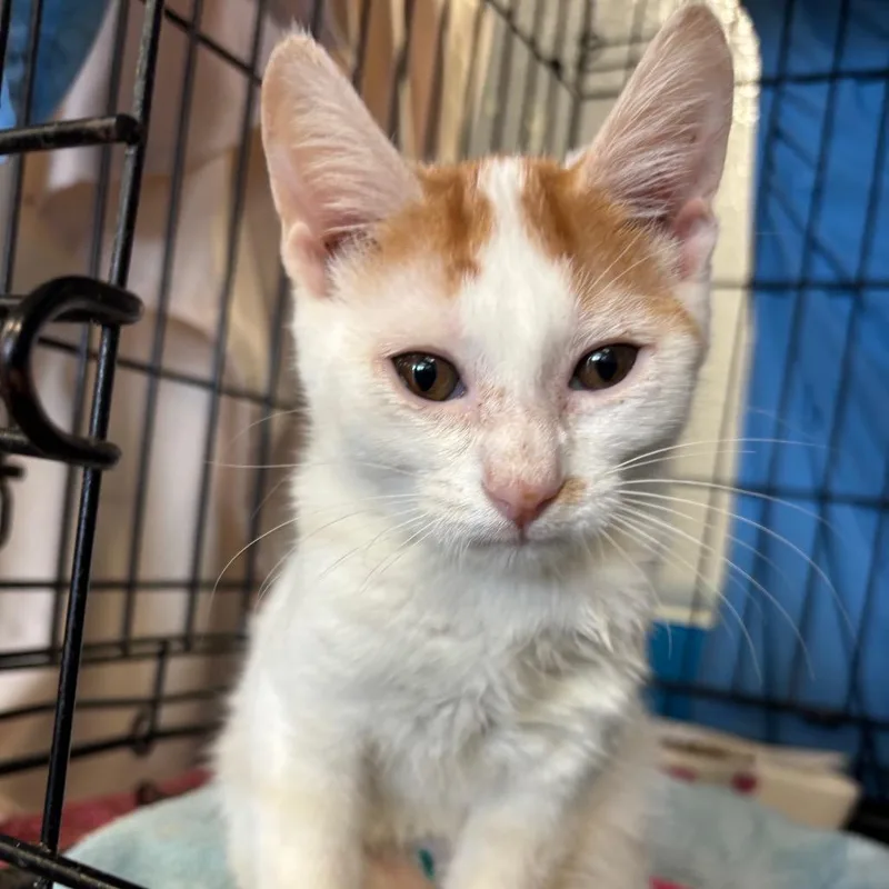 A young small-sized male Cream / Ivory Domestic Short Hair cat named Mango for adoption in Webster, TX