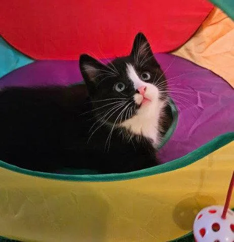 A baby medium-sized male Black & White / Tuxedo Domestic Short Hair cat named Ross for adoption in Coralville, IA