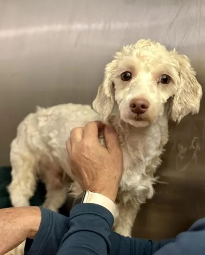 An adult small-sized male Poodle dog named Meeko for adoption in Largo, FL