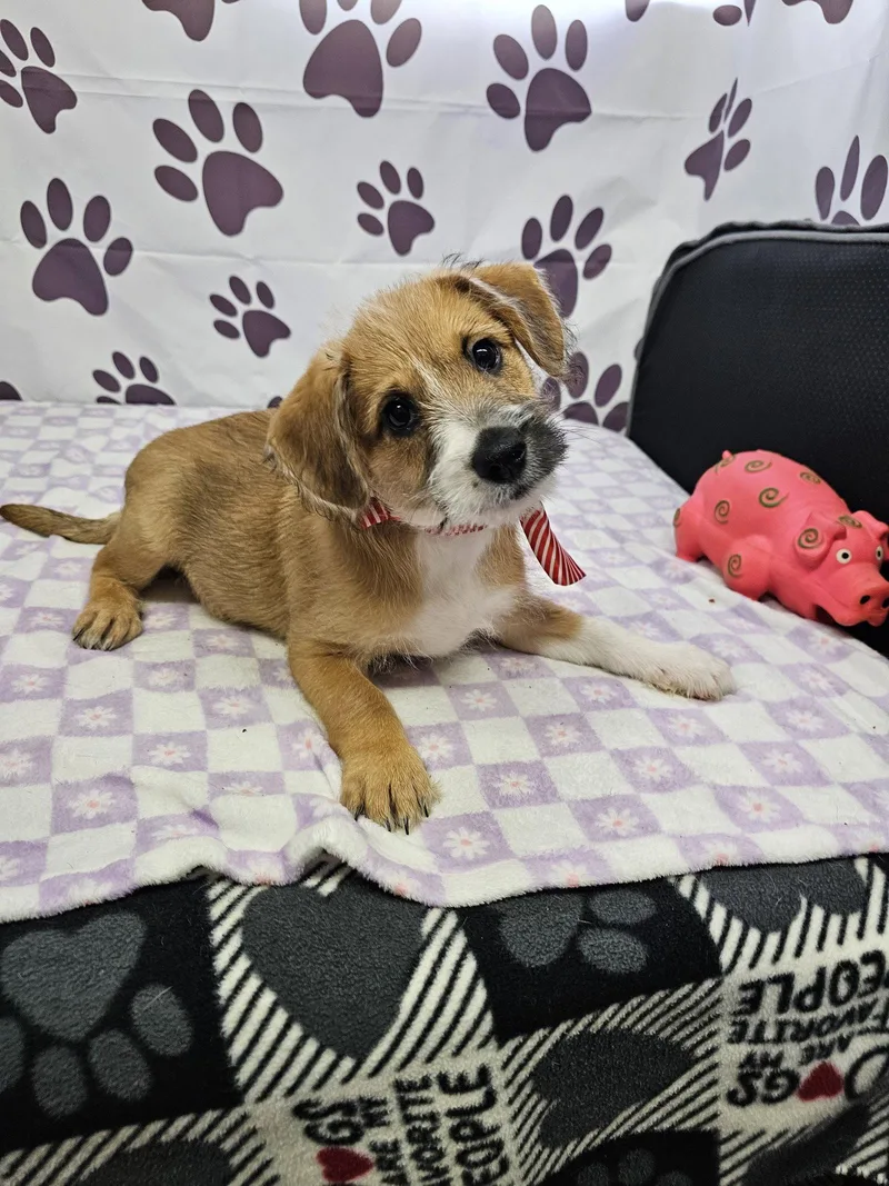 A young medium-sized male Mixed Breed dog named Grill for adoption in Metairie, LA