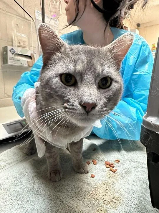 An adult medium-sized male Tabby (Gray / Blue / Silver) Oriental Short Hair cat named Yoshu for adoption in Raleigh, NC