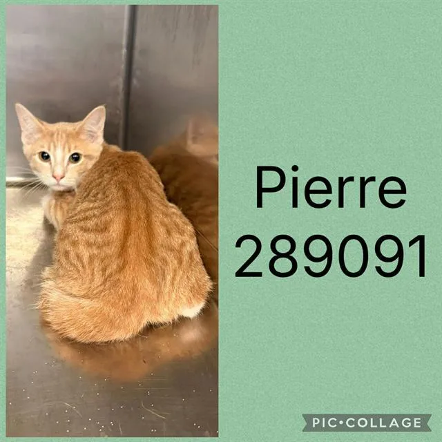A baby small-sized male Domestic Short Hair cat named Pierre for adoption in Macon, GA