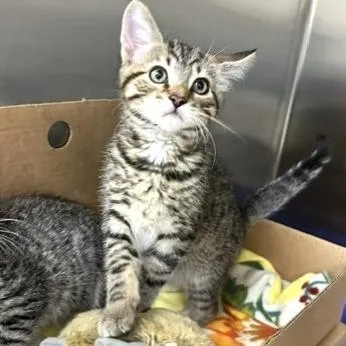 A baby small-sized male Brown / Chocolate Domestic Short Hair cat named Puma for adoption in Novelty, OH