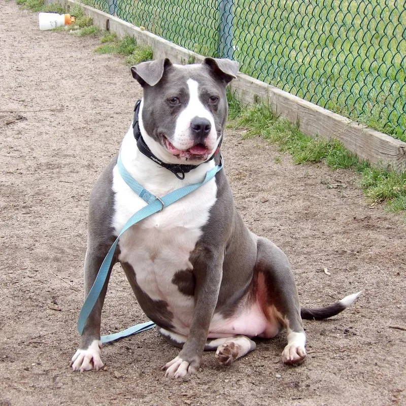 An adult medium-sized female Gray / Blue / Silver American Staffordshire Terrier dog named Minnie for adoption in Newark, NJ