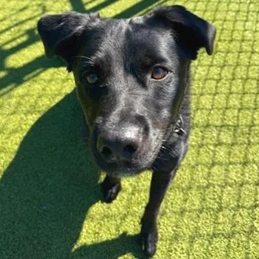An adult medium-sized female Black Labrador Retriever dog named Memphis for adoption in Lakeland, FL