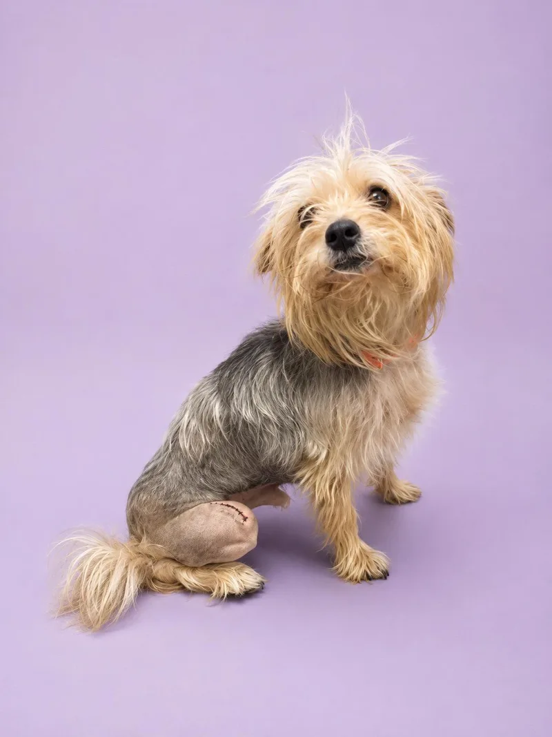 An adult small-sized male Yorkshire Terrier dog named Purple for adoption in Waldorf, MD