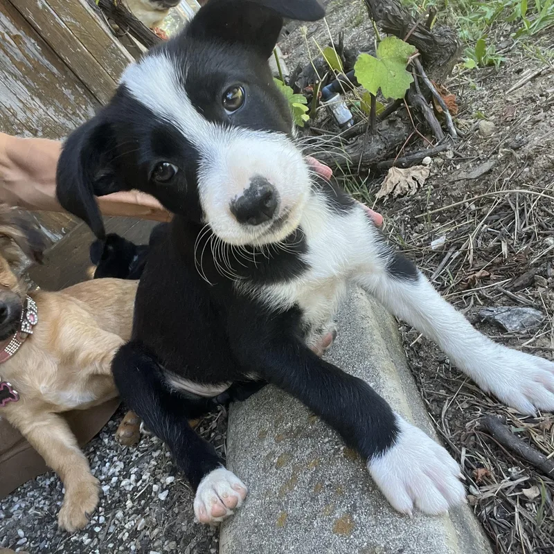 Oreo