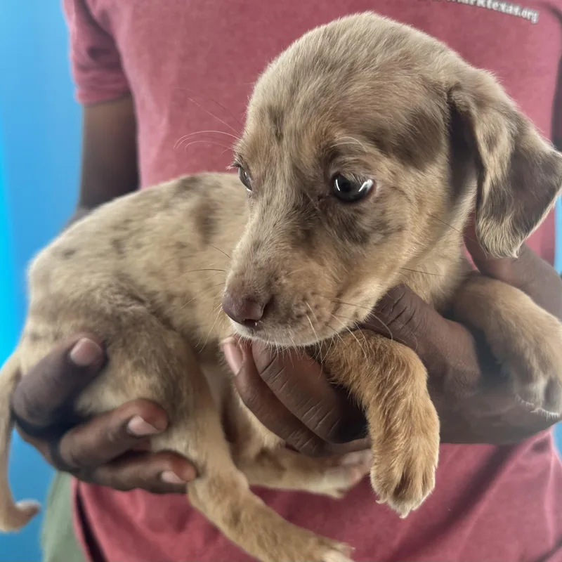 Maple  Local October thumbnail 6