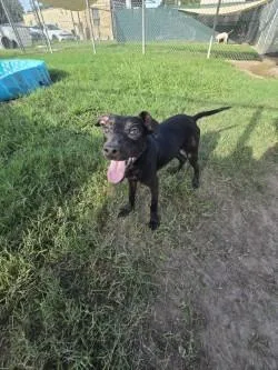 A young medium-sized male Terrier dog named Sasuke for adoption in Humble, TX