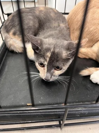 A baby small-sized female Domestic Short Hair cat named Sgaeyl for adoption in Daytona Beach, FL