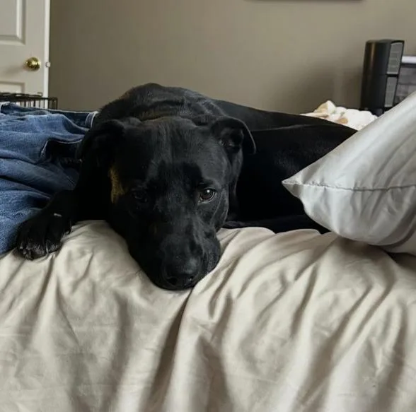 A young medium-sized female Black Labrador Retriever dog named Stormy for adoption in Naperville, IL