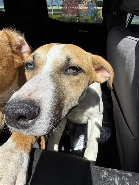 A young medium-sized female Terrier dog named Jenny for adoption in San Antonio, TX