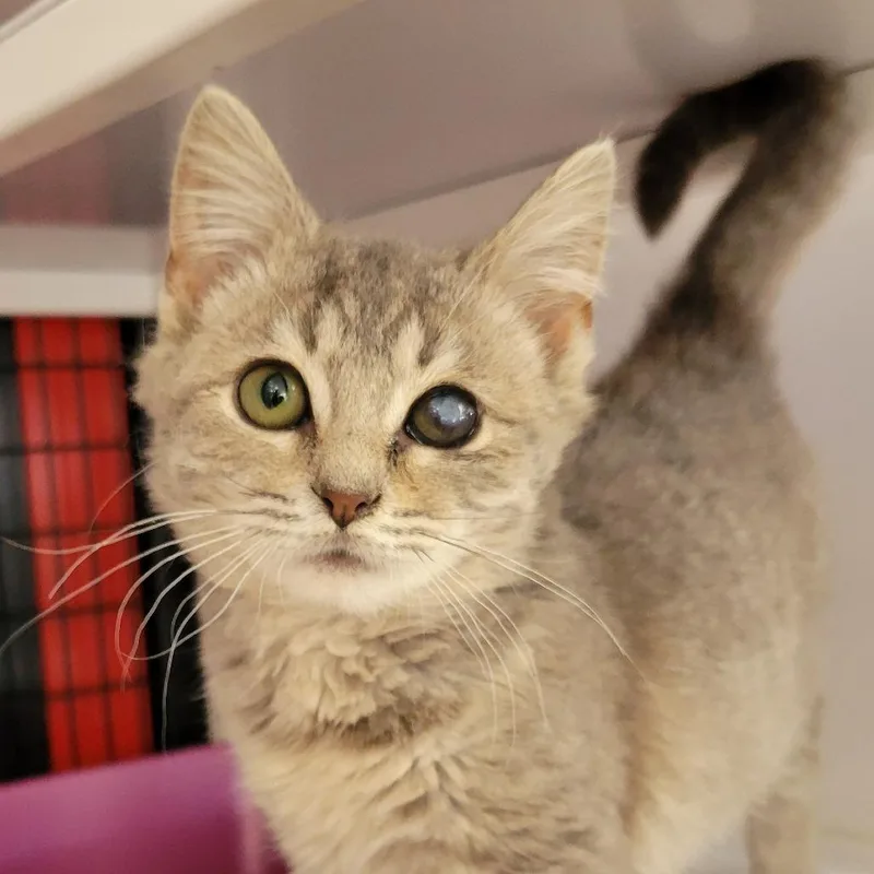 A baby small-sized male Gray / Blue / Silver Domestic Medium Hair cat named Cornflake for adoption in Ruckersville, VA