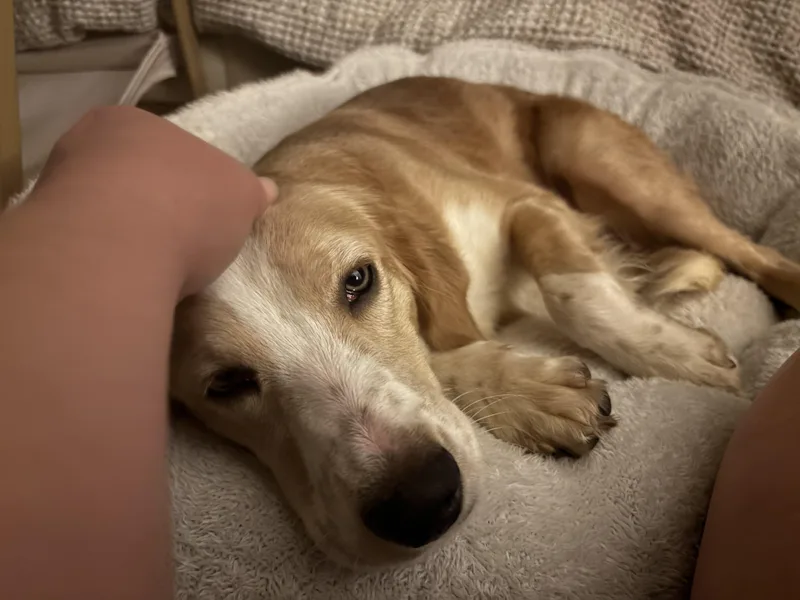 An adult medium-sized female Apricot / Beige Beagle dog named Mya for adoption in Jeffersonville, IN