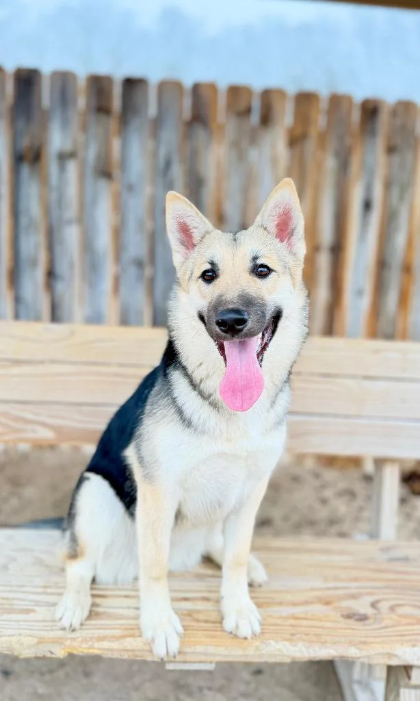 A baby medium-sized female German Shepherd Dog dog named Darci for adoption in Muskegon, MI