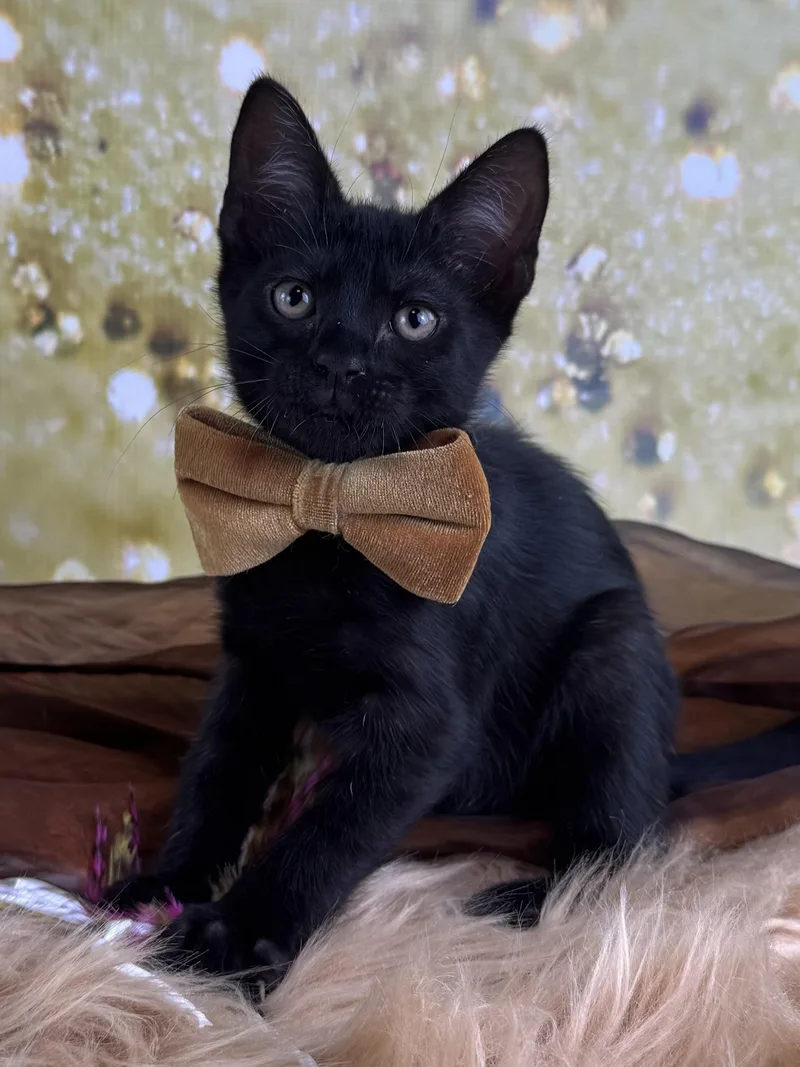 A baby small-sized male Black Domestic Short Hair cat named Panther for adoption in Houston, TX
