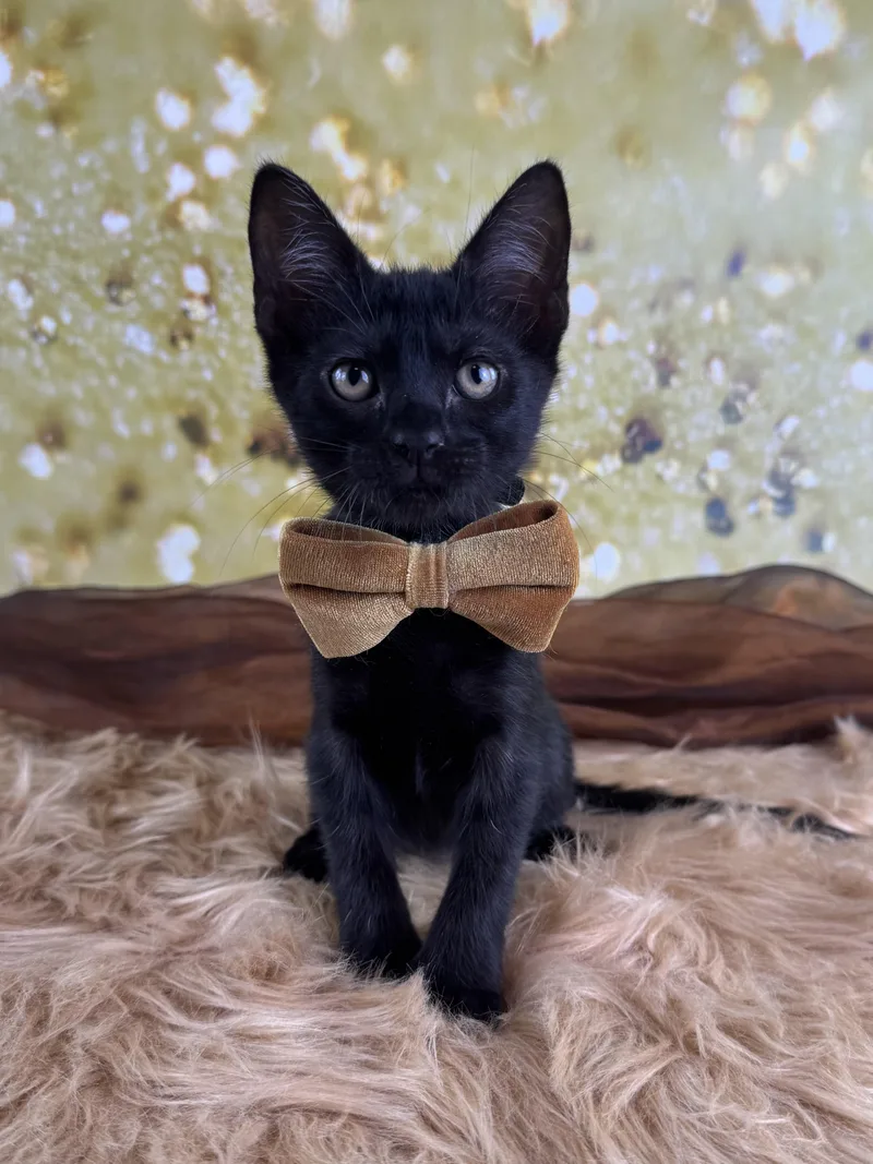 Panther thumbnail 3