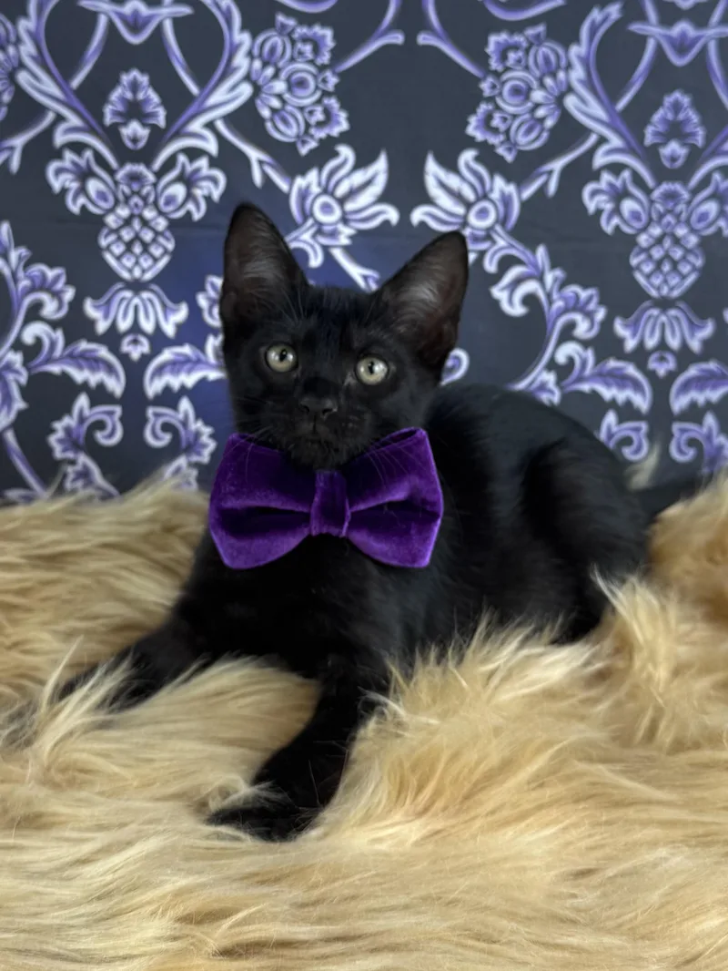 Panther thumbnail 4