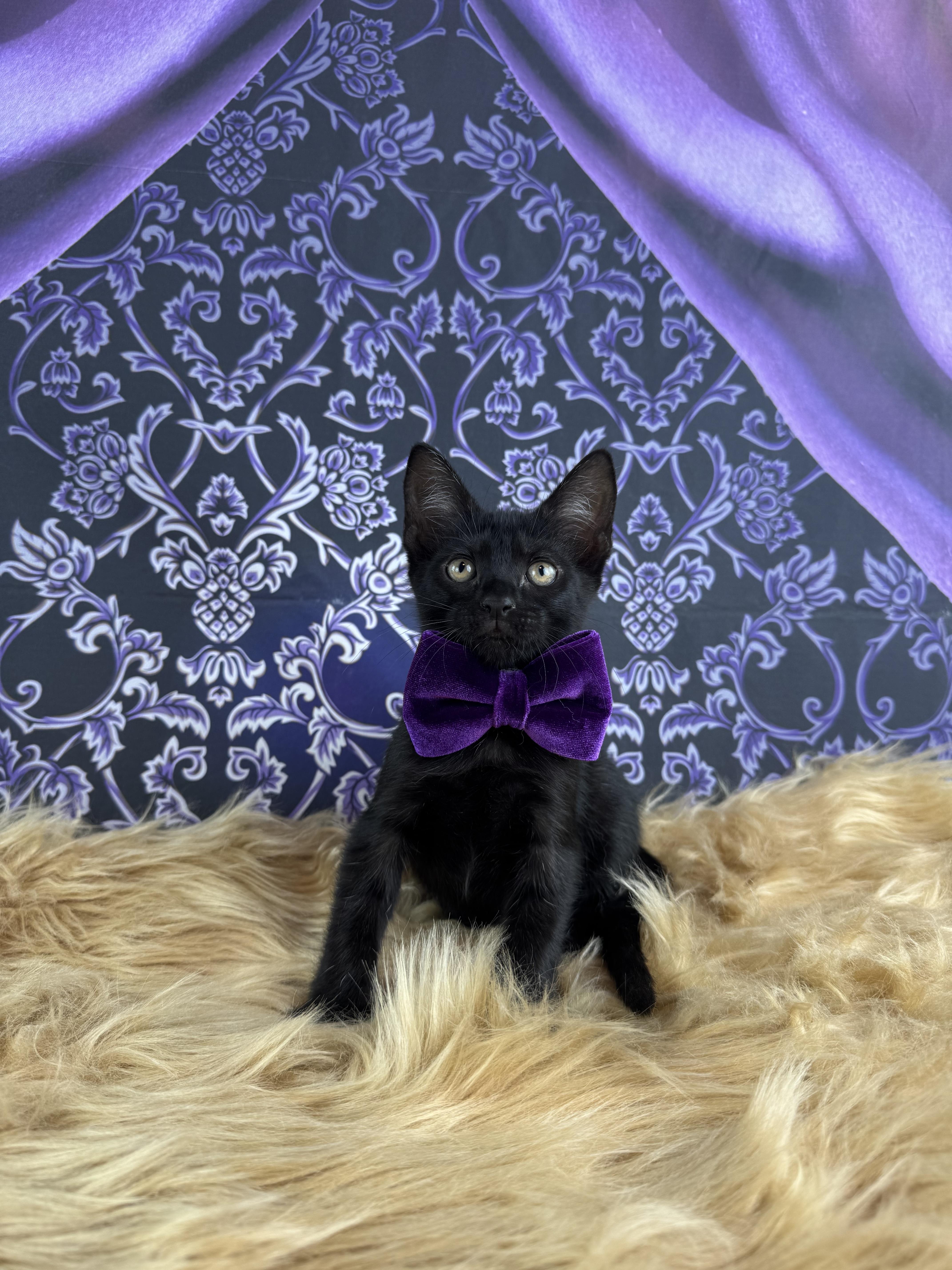 Panther thumbnail 5