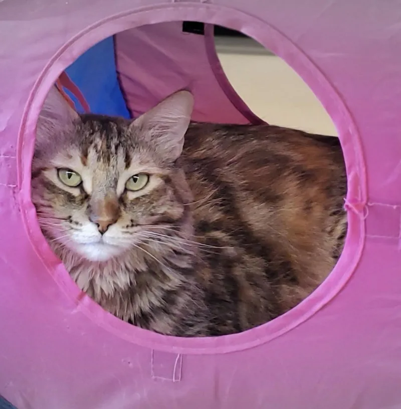 A senior medium-sized female Domestic Long Hair cat named Gingee for adoption in Peoria, AZ