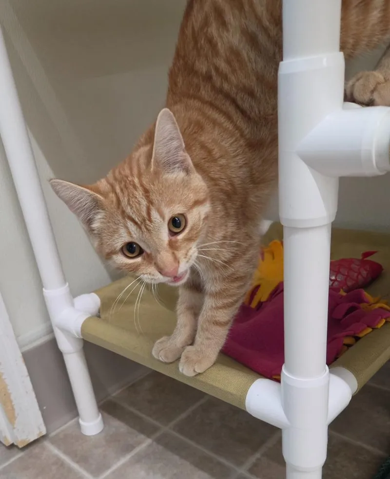 A young medium-sized male Domestic Short Hair cat named Oriole for adoption in Medford, WI