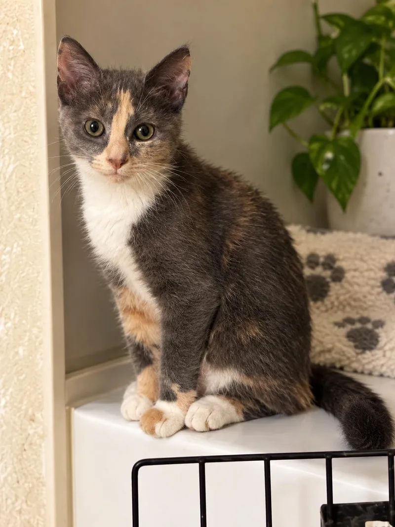 A young medium-sized female Dilute Calico Domestic Short Hair cat named Flyer for adoption in Akron, OH