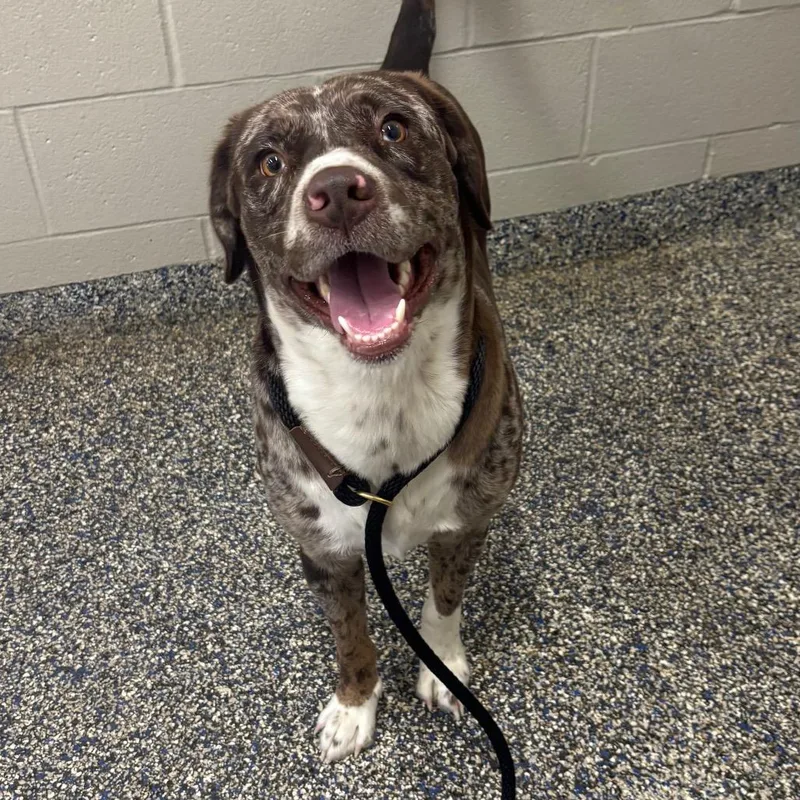 An adult large-sized male Brown / Chocolate Mixed Breed dog named Draco for adoption in Fairport, NY