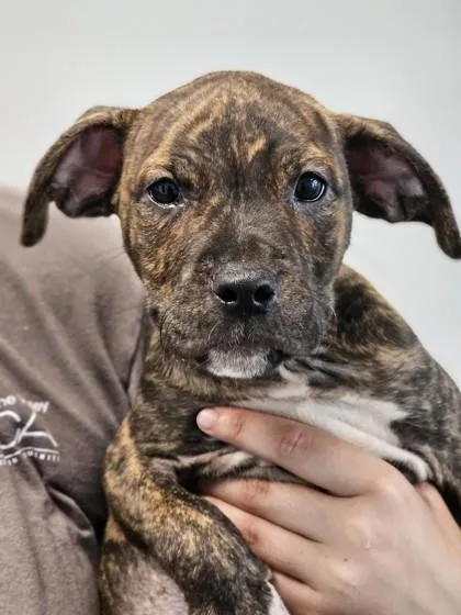SueEllen fka Pup