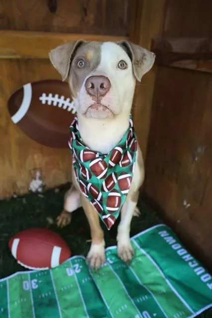 A young medium-sized male Mixed Breed dog named Garner for adoption in Columbia, SC
