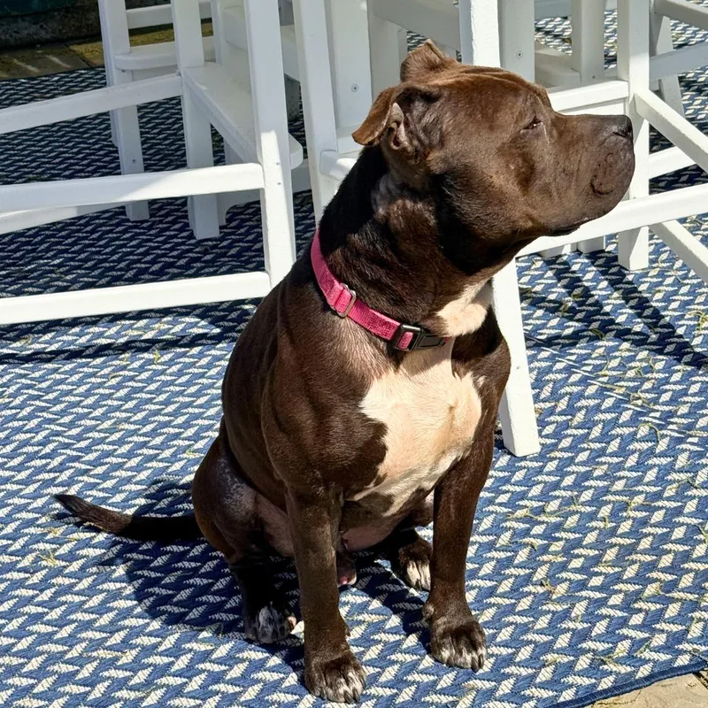 A young medium-sized male Mixed Breed dog named King for adoption in New York, NY