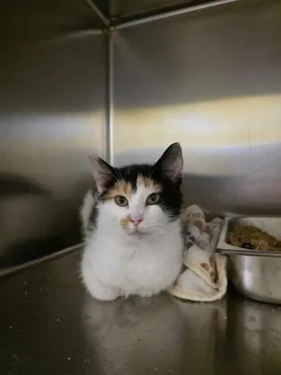 A young small-sized female Domestic Short Hair cat named Mini for adoption in Beatrice, NE