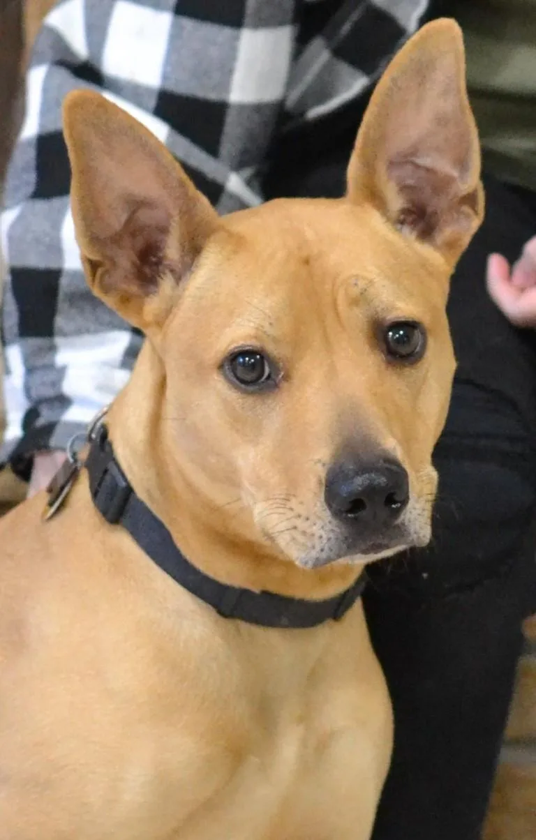 An adult medium-sized male Pharaoh Hound dog named Koda for adoption in Germantown, TN