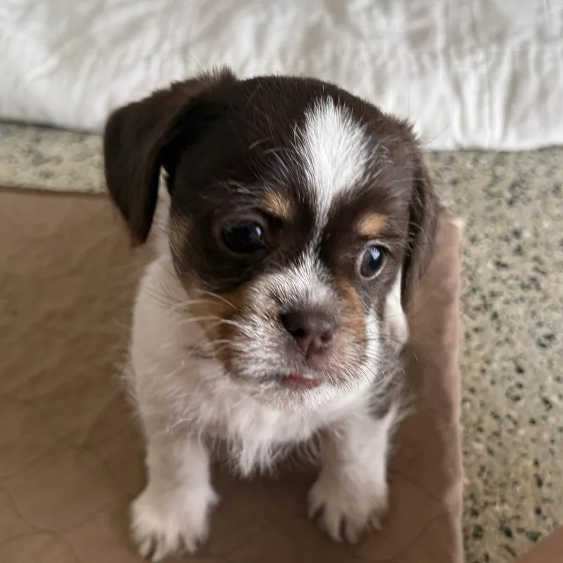 A baby small-sized female Dachshund dog named Abby for adoption in Hondo, TX