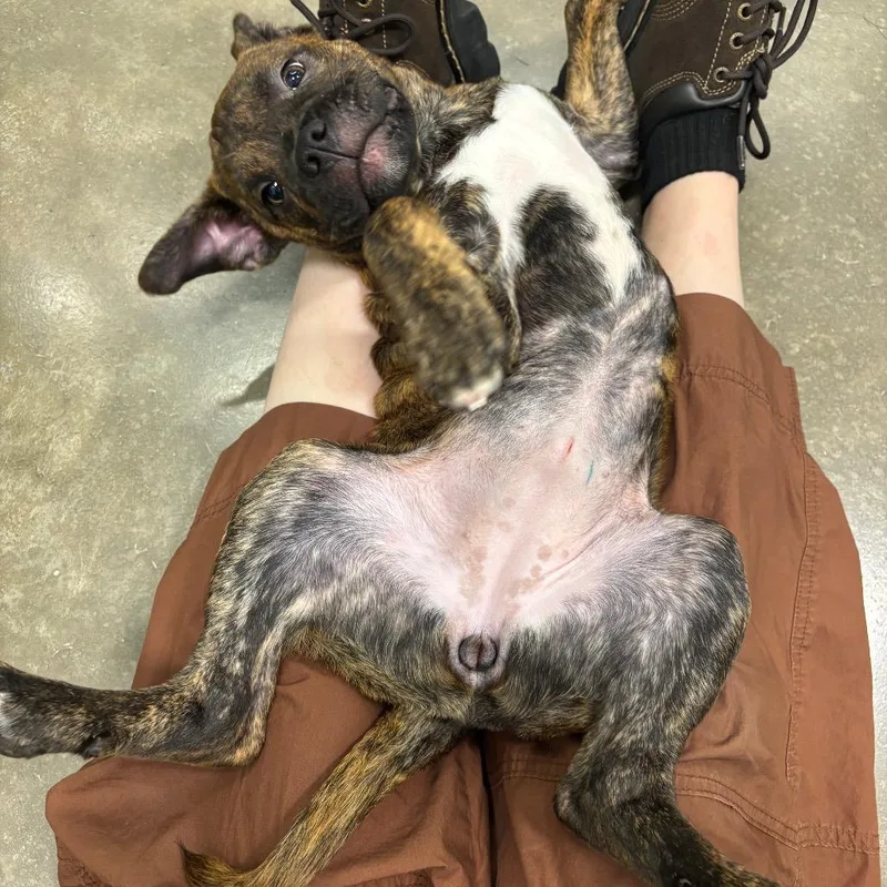 A baby medium-sized female Brindle Mixed Breed dog named Ragamuffin for adoption in Washington Township, OH
