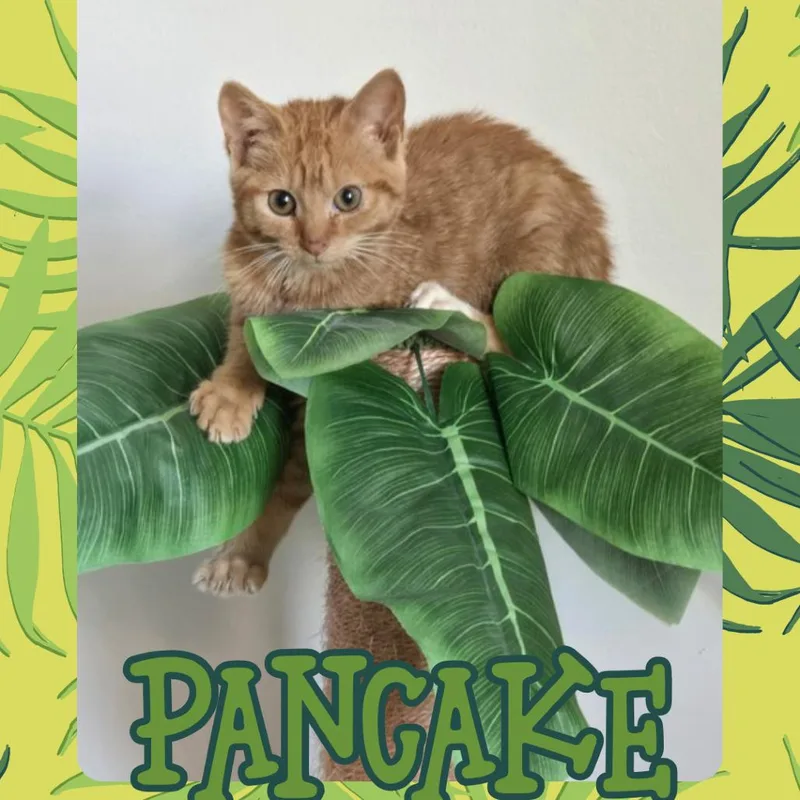 A baby small-sized male Orange / Red Domestic Short Hair cat named Pancake for adoption in Toledo, OH