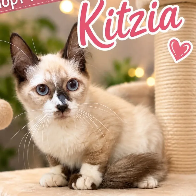Kitzia thumbnail 2