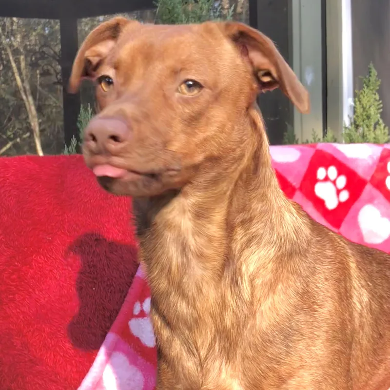 A young medium-sized female Brown / Chocolate Chihuahua dog named Sadie for adoption in Conroe, TX